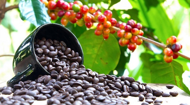 Why Ethiopia Is Earning More from Coffee Than Uganda Despite Exporting Less